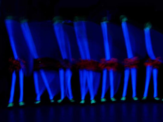 Thumbnail: _2110151.jpg