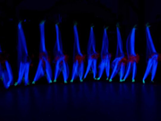 Thumbnail: _2110160.jpg